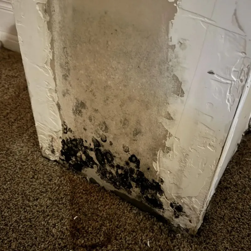Professional Mold Removal in Merrill, WI